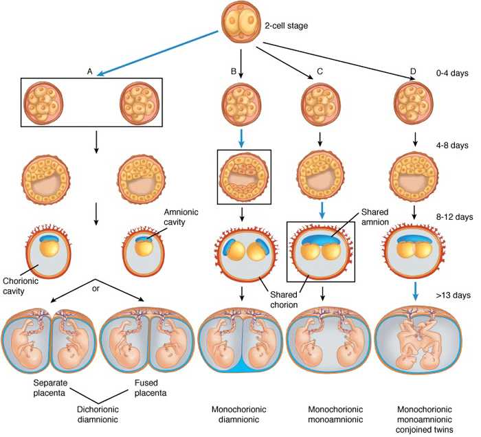 Роды двойни: естественные или кесарево сечение | как проходят роды двойни