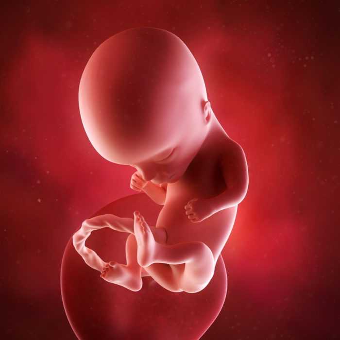 14 неделя беременности: развитие плода и ощущения беременной женщины в этот период