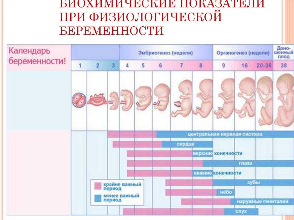 13 неделя беременности описание и фото — евромедклиник