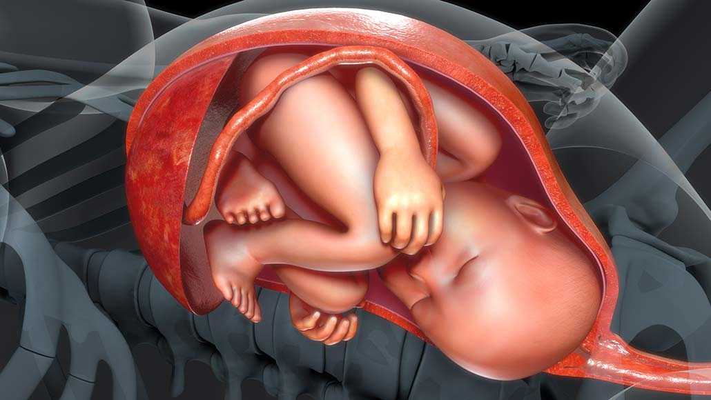 8 неделя беременности - что происходит с малышом, развитие плода и ощущения, как выглядит плод на узи