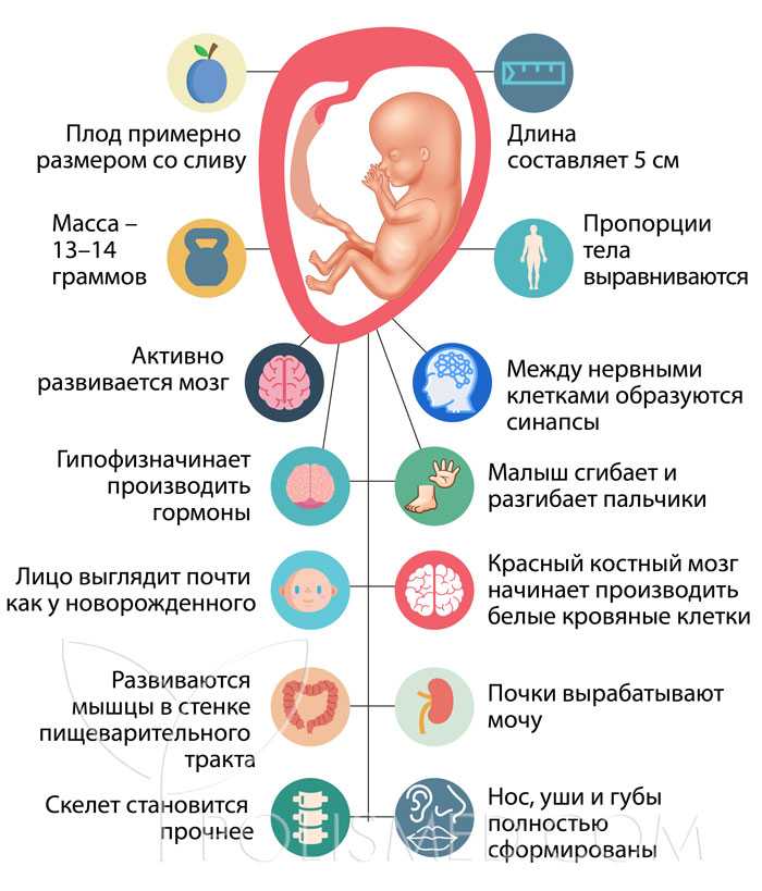 3 месяц беременности: признаки и ощущения, как выглядит ребенок, фото живота — медицинский женский центр в москве
