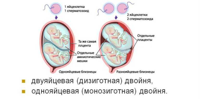 Рождение близнецов – эволюционное преимущество для матерей - hi-news.ru