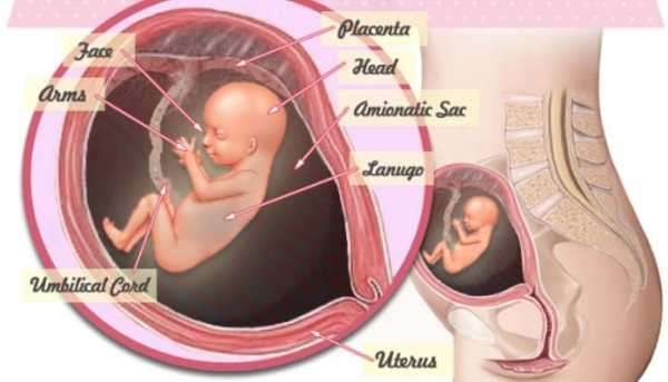 29 неделя беременности: симптомы, изменения в организме, ощущения женщины и развитие плода