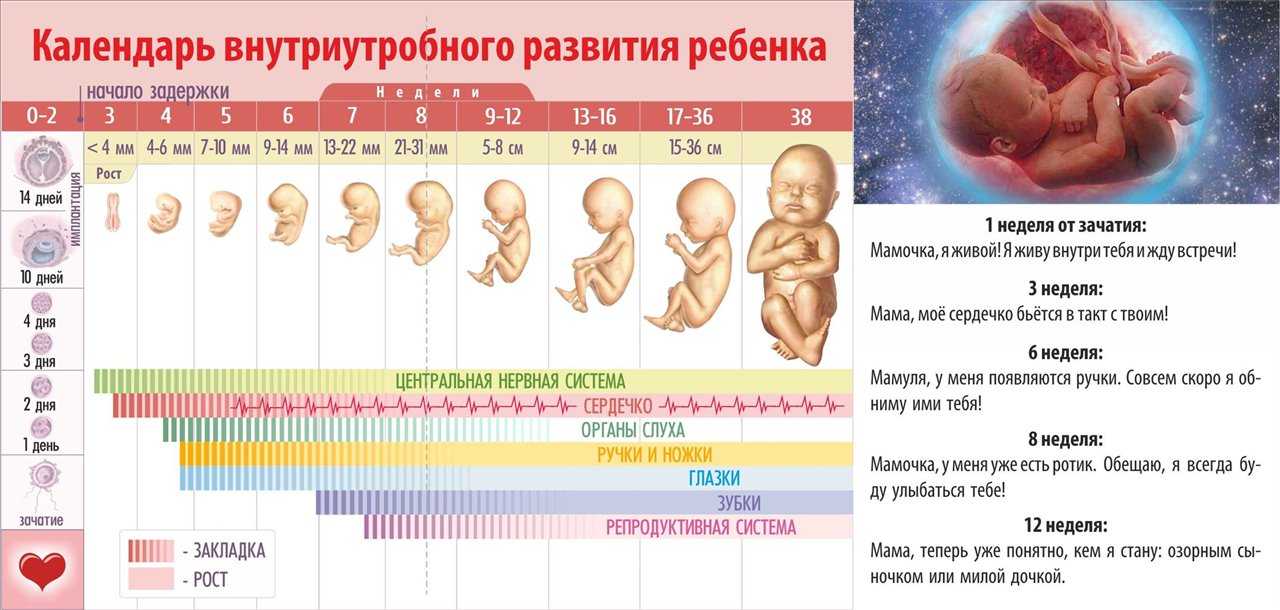 Календарь беременности по месяцам