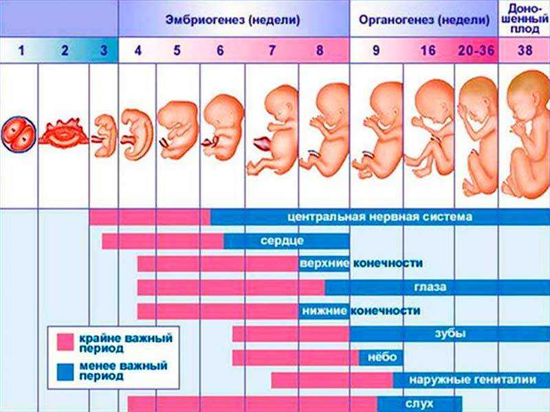 Прерывание беременности в 3-4 или 11-12 недель. методы прерывания беременности на разных сроках
