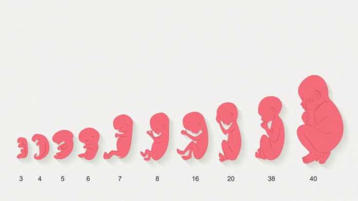Внутриутробное развитие ребенка по неделям (периоды)