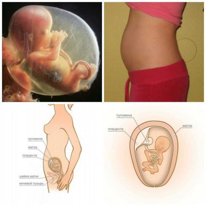 Радости и тревоги 9 недели беременности: как выглядит плод
