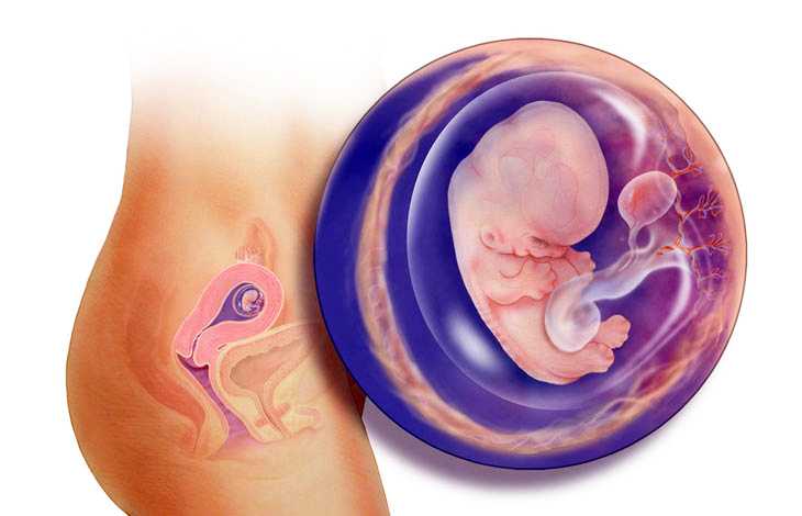 9 неделя беременности: развитие плода | pampers ru