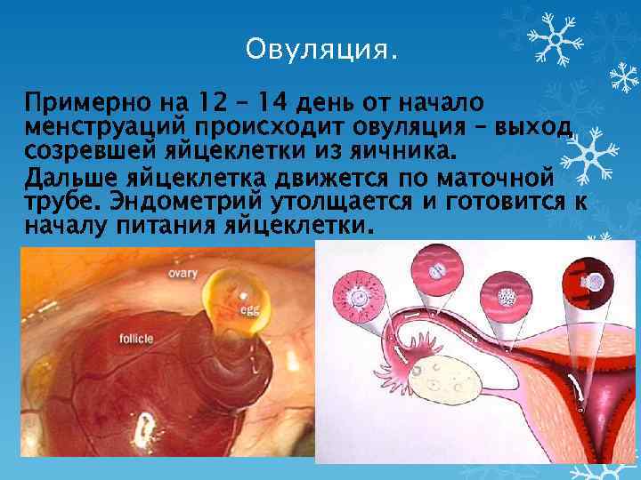 Характерные признаки оплодотворения яйцеклетки в первые дни после зачатия: в ощущениях, поведении, психологическом аспекте