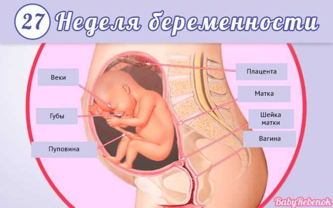 Ребенок на 31 неделе беременности (15 фото): развитие плода, вес норма, происходит с малышом, как выглядит