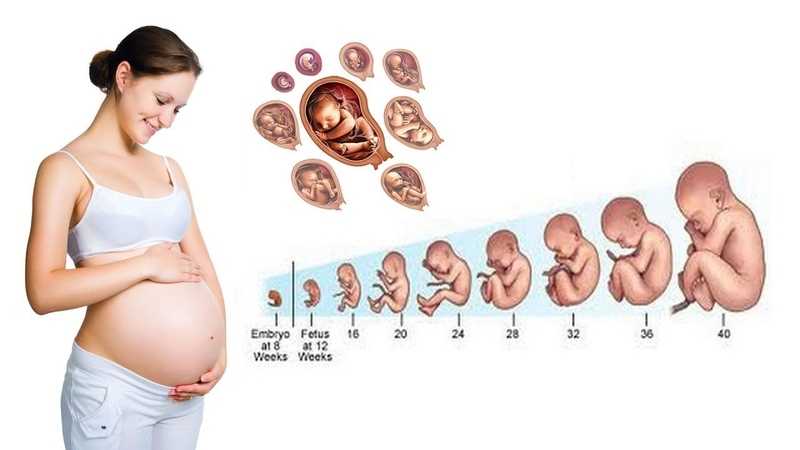 Когда начинает расти живот во время беременности: сроки, на каком месяце, нормы по неделям, фото