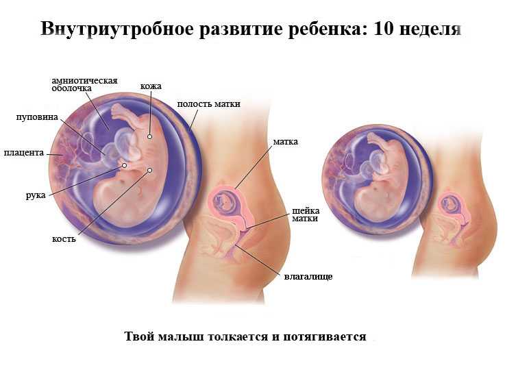 Первый триместр беременности: что нужно знать женщине
