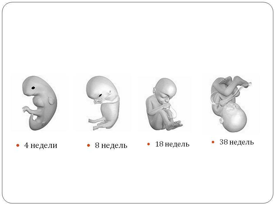8 недель беременности описание и фото — евромедклиник