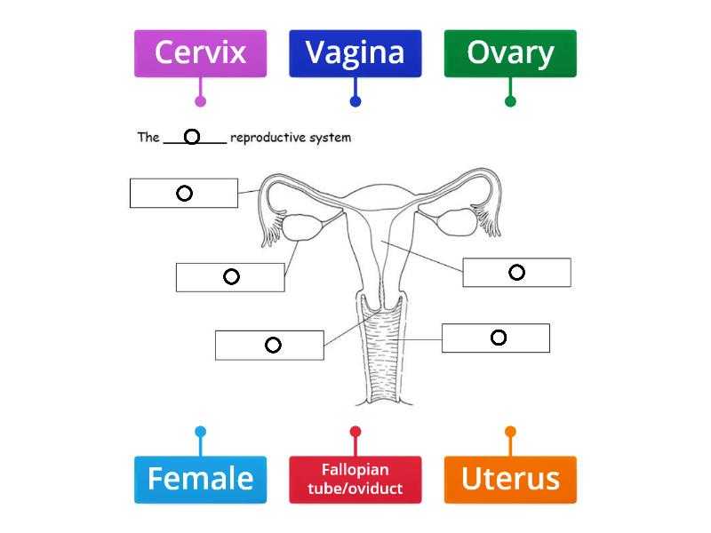 Заболевания репродуктивной системы у женщин