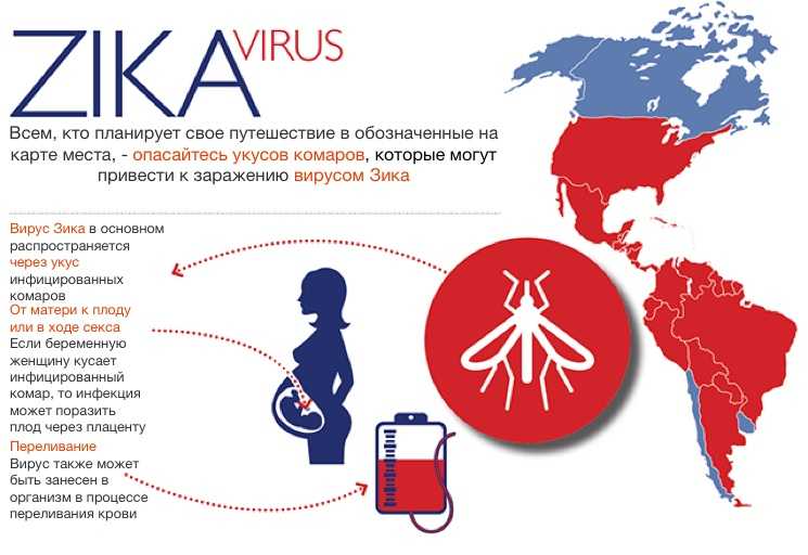 Вирус зика: факты и мифы