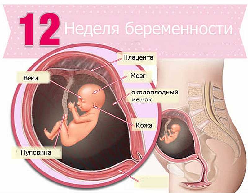 14 неделя беременности: узи плода на 14 неделе