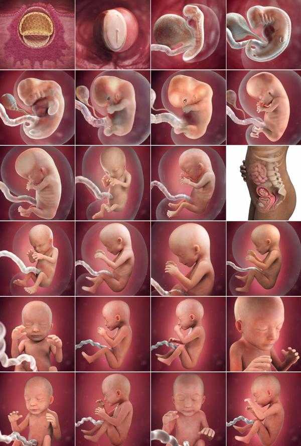 Как растет живот при беременности по неделям и месяцам? как по форме живота у беременных определить пол ребенка — мальчика и девочку?