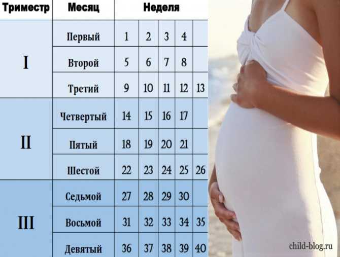 Как правильно рассчитать срок беременности