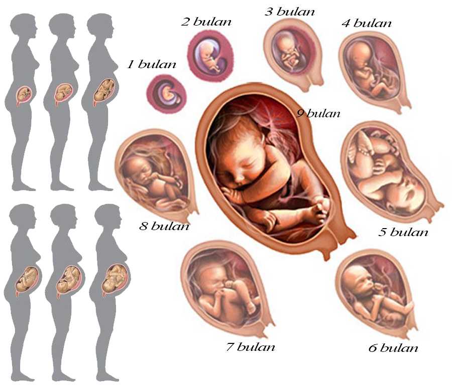 Когда начинает расти живот во время беременности: факторы, форма, размер