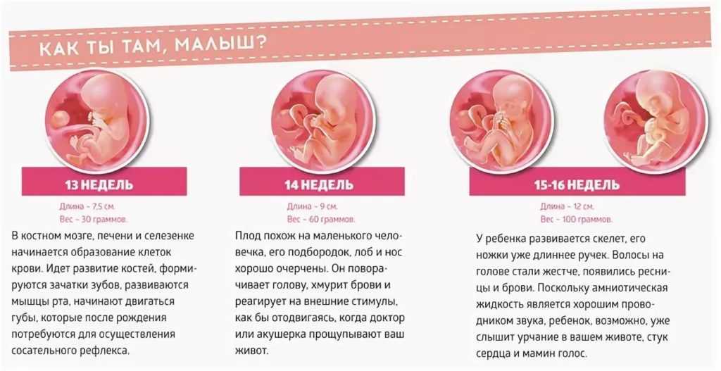 21 неделя беременности: развитие плода и что происходит с мамой