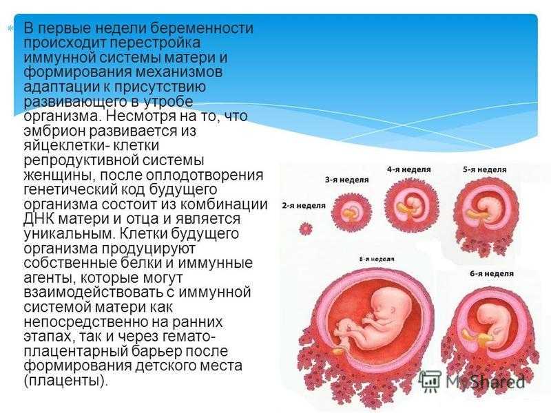 Как определить срок беременности | центр медицины плода на чистых прудах