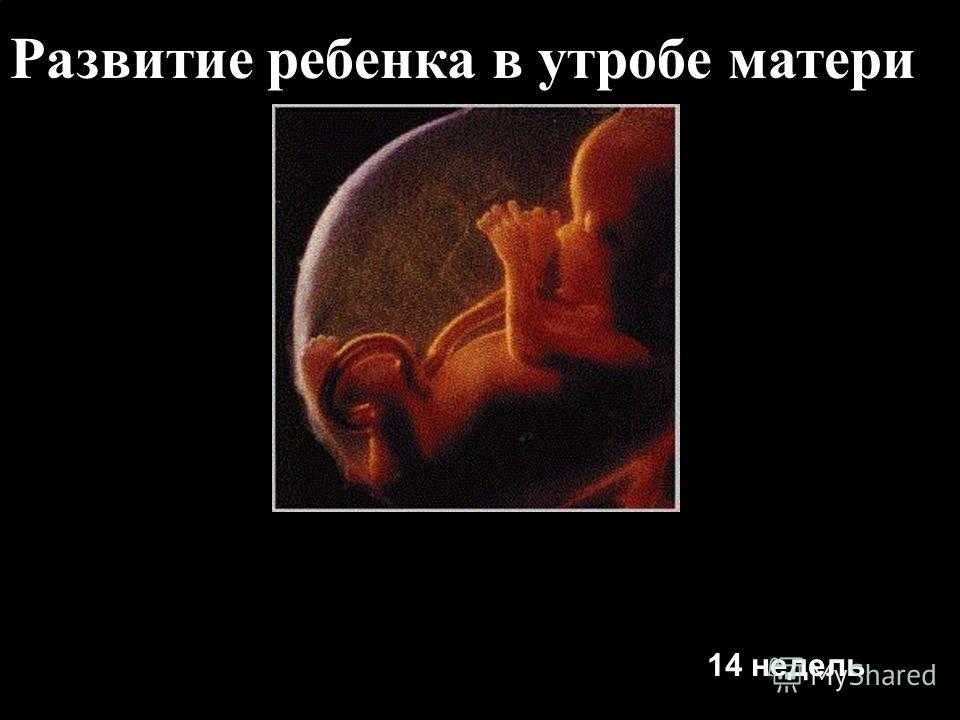 ᐉ какие книги читать во время беременности. что делать, как воспитывать ребенка в утробе - ➡ sp-kupavna.ru