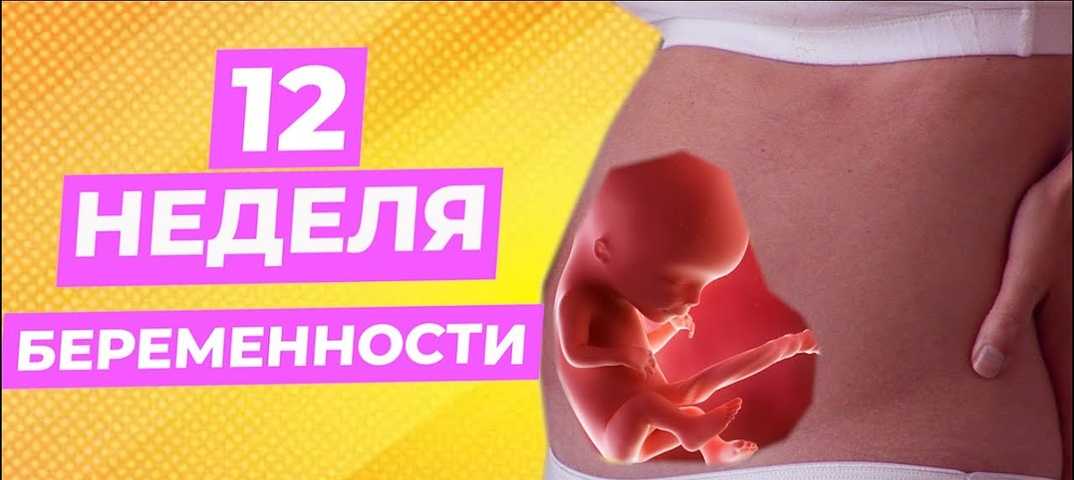 12 недель беременности: что происходит с малышом и мамой, ощущения в животе, размер и развитие плода :: syl.ru