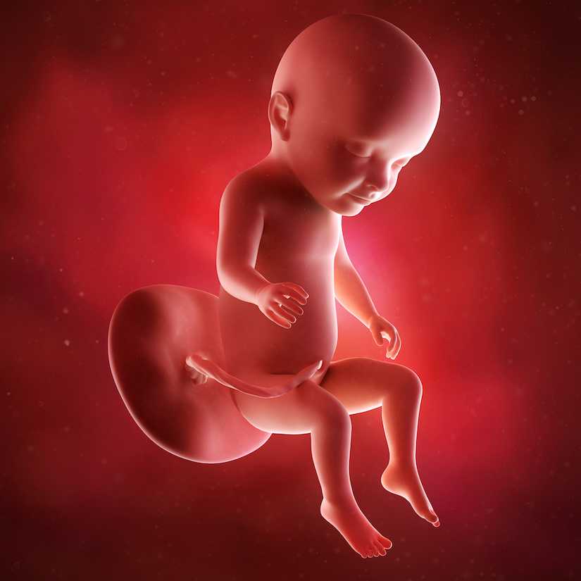 ᐉ какой живот в 7 месяцев. седьмой месяц беременности: как растет ребенок - ➡ sp-kupavna.ru