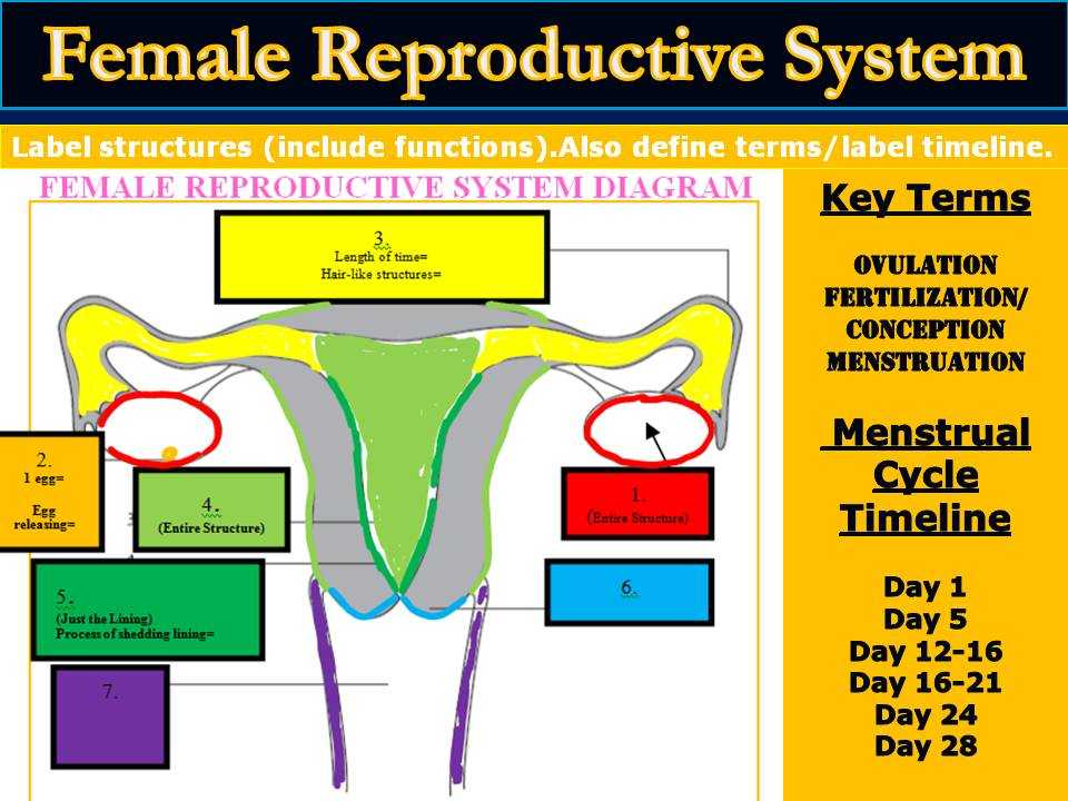Как устроена женская репродуктивная система | remedi