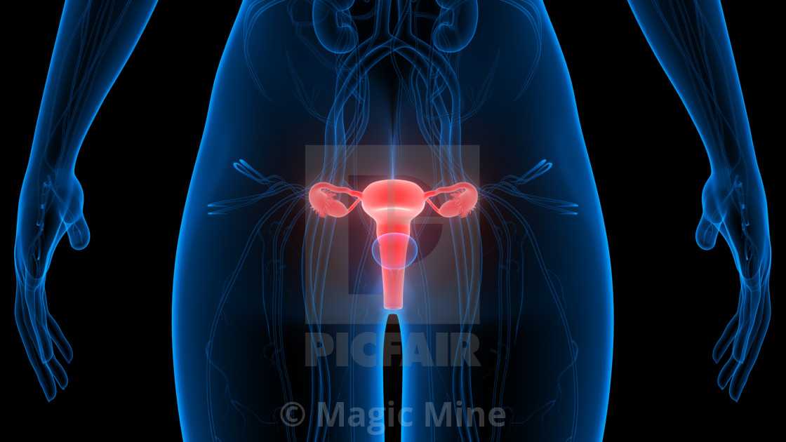 Женская репродуктивная система: структурные гомологи системы репродукции у мужчин и женщин