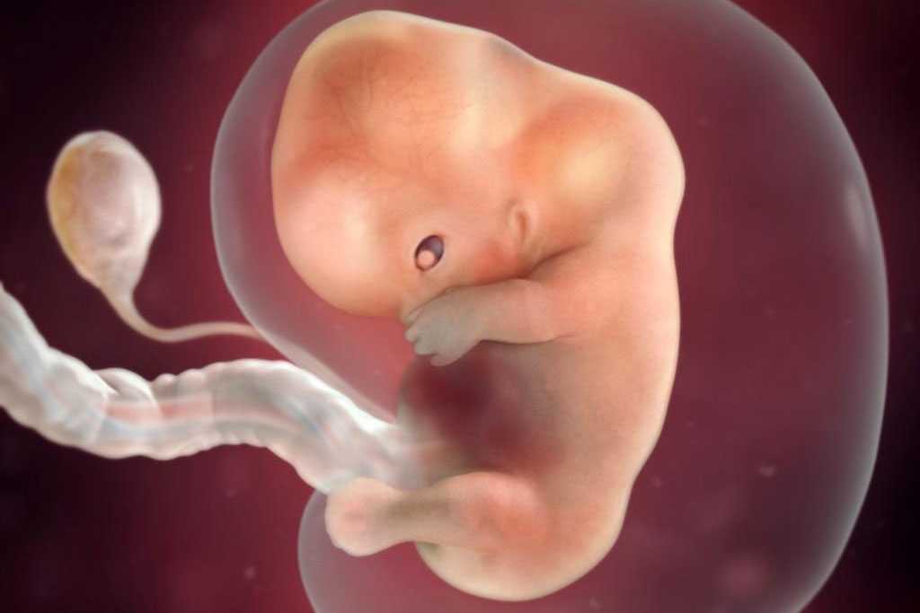 Развитие плода на 9 неделе беременности (30 фото): что происходит с малышом, размер ребенка, как выглядит плод и живот на 9 акушерской неделе