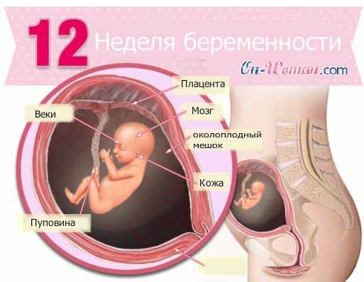 Развитие плода до 12 недель беременности: а что происходит в животике мамы. что можно увидеть на первичных узи