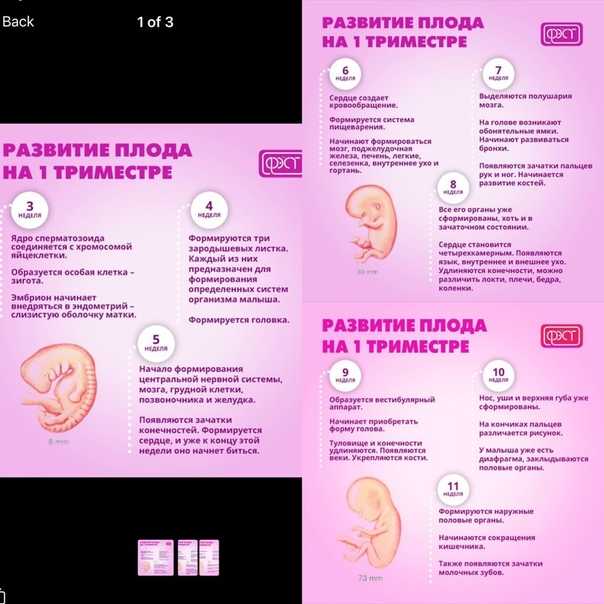 Триместры беременности: краткий обзор