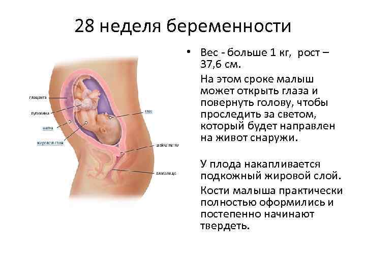 21 неделя беременности: развитие ребенка | pampers ru