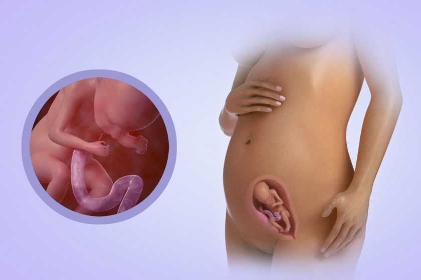 Чем удивит 29 неделя беременности: что происходит с малышом, вес и рост ребенка, развитие плода, фото, узи