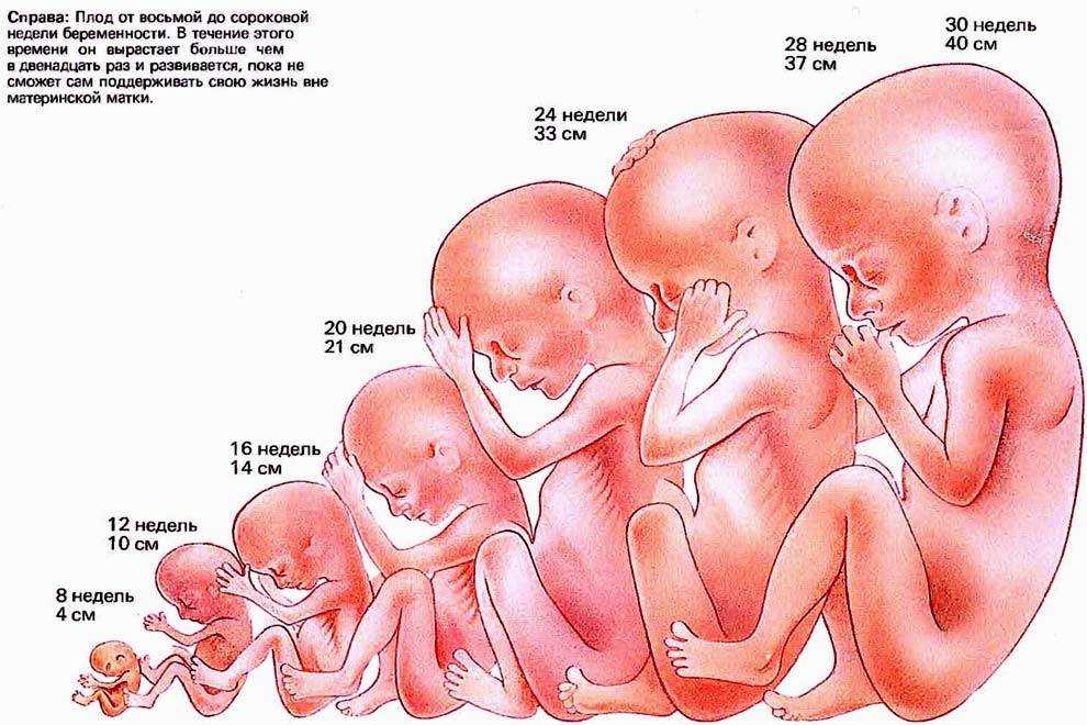 Первый месяц беременности | kukuzya.ru