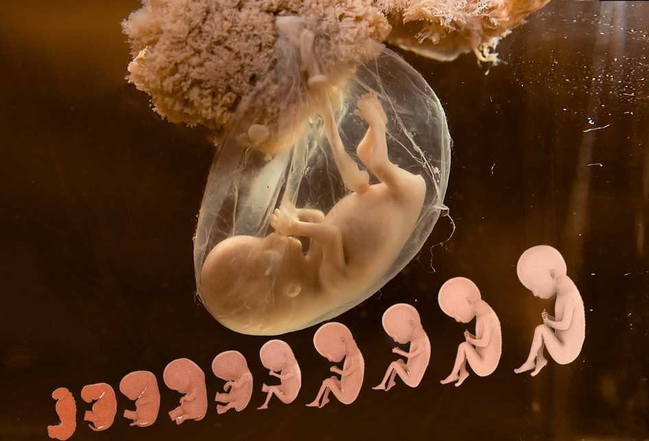 Образ жизни в период планирования беременности | центр медицины плода на чистых прудах