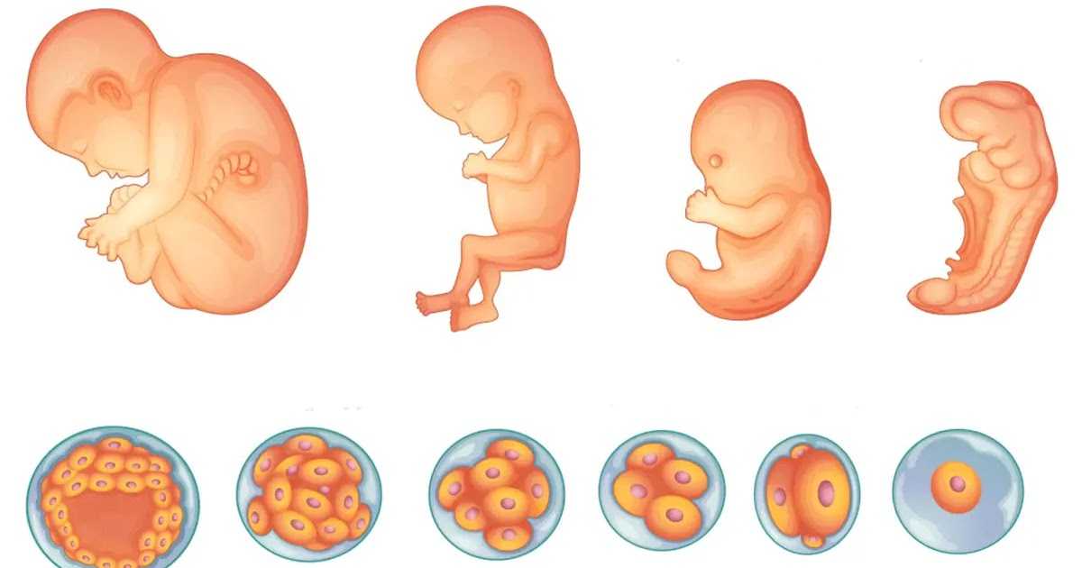 Постэмбриональное развитие человека