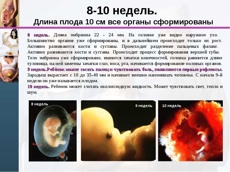 Развитие плода на 9 неделе беременности (30 фото): что происходит с малышом, размер ребенка, как выглядит плод и живот на 9 акушерской неделе