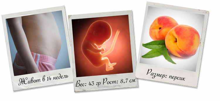 Календарь беременности: четырнадцатая неделя